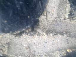 millstreet 10960.jpg
